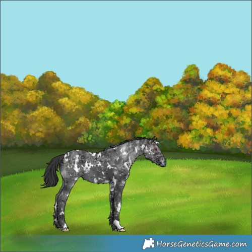 Horse Color:Plaid  White Spotted Brown Chinchilla Ice 