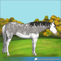 Horse Color:Grullo Ice Splash 