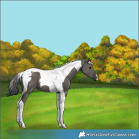 Horse Color:Grullo Tobiano 
