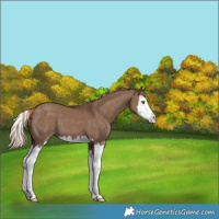 Horse Color:Liver Red Dun Splash 