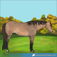 Horse Color:Bay Dun 