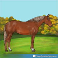Horse Color:Chestnut 
