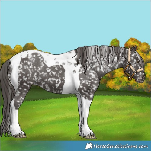 Horse Color:Liver Chestnut Tobiano Appaloosa 