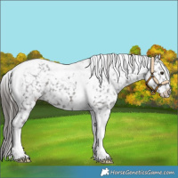Horse Color:Liver Chestnut Tobiano Appaloosa 