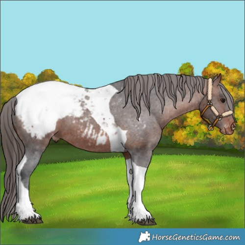 Horse Color:Bay Tobiano Appaloosa 