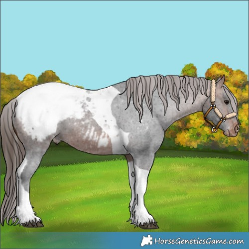 Horse Color:Bay Tobiano Appaloosa 