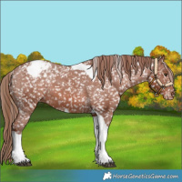 Horse Color:Chestnut Tobiano Appaloosa 