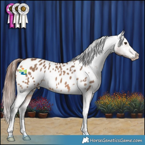 Horse Color:Bay Dun Appaloosa 