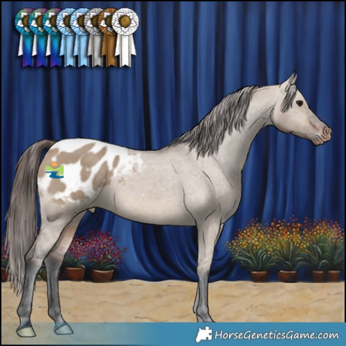 Horse Color:Brown Dun Appaloosa 