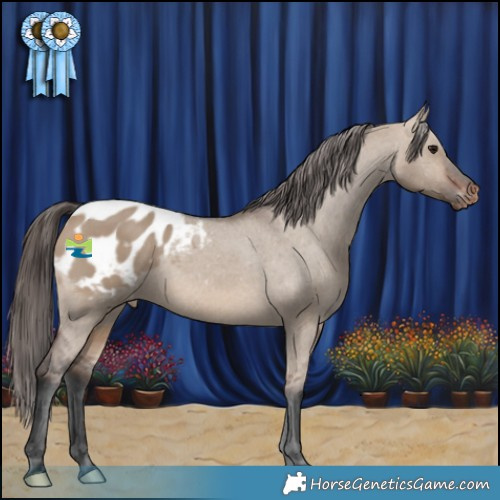 Horse Color:Brown Dun Appaloosa 