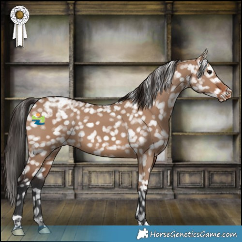 Horse Color:Brown Dun Snowflake Varnish 