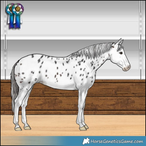 Horse Color:Brown Splash Leopard 