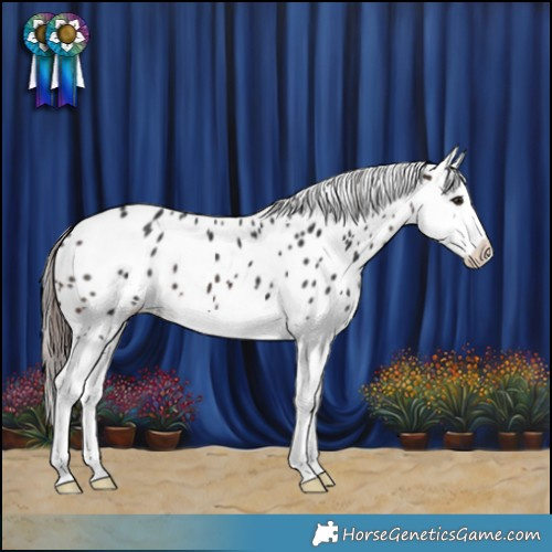Horse Color:Brown Splash Appaloosa 