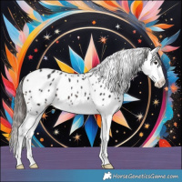Horse Color:Brown Splash Appaloosa