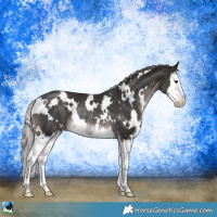 Horse Color:Platinum White Spotted Liver Chestnut Splash Rabicano