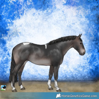 Horse Color:Platinum Brown Tobiano Rabicano 