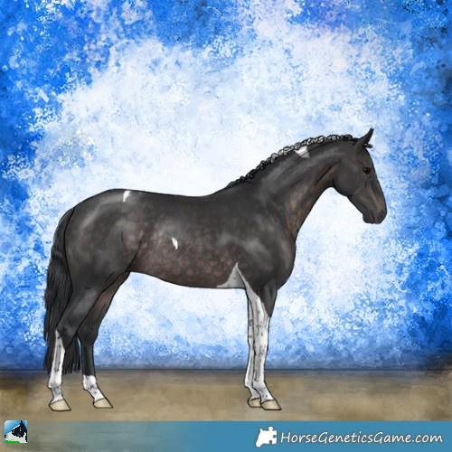 Horse Color:Platinum Brown Tobiano Rabicano 