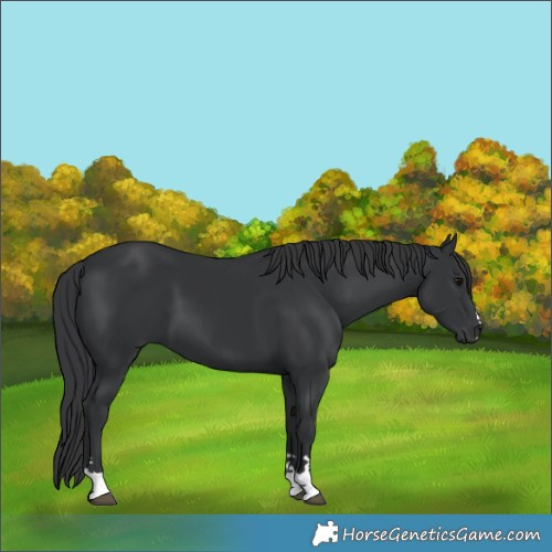 Horse Color:Black 