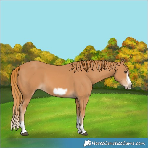 Horse Color:Chestnut Splash Frame