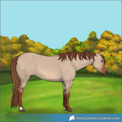 Horse Color:Red Dun 