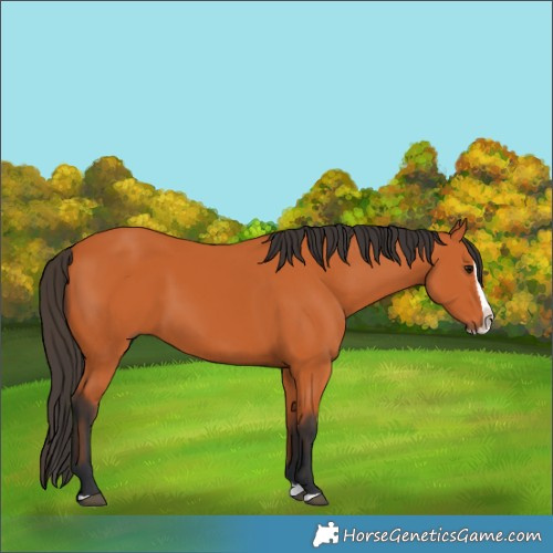 Horse Color:Bay Splash 