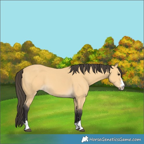 Horse Color:Buckskin 