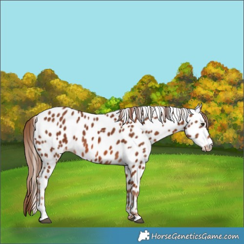 Horse Color:Chestnut Appaloosa 