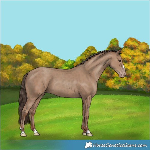 Horse Color:Classic Champagne