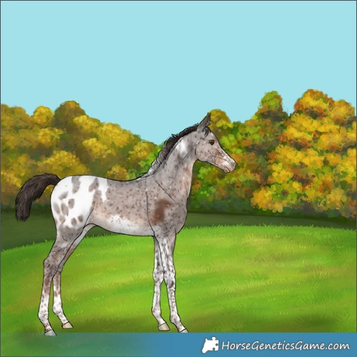 Horse Color:Liver Chestnut Sabino Tobiano Frame Appaloosa Rabicano 