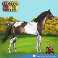 Horse Color:Brown Tobiano