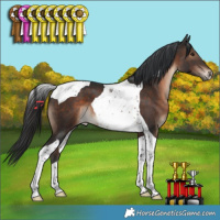 Horse Color:Brown Tobiano