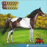 Horse Color:Brown Tobiano 