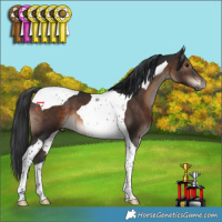 Horse Color:Brown Tobiano 