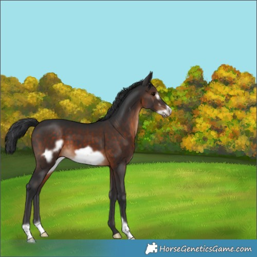 Horse Color:Brown Frame 