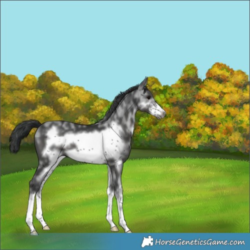 Horse Color:Black Sabino Frame 