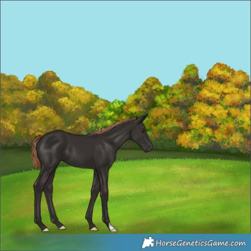 Horse Color:Liver Chestnut 