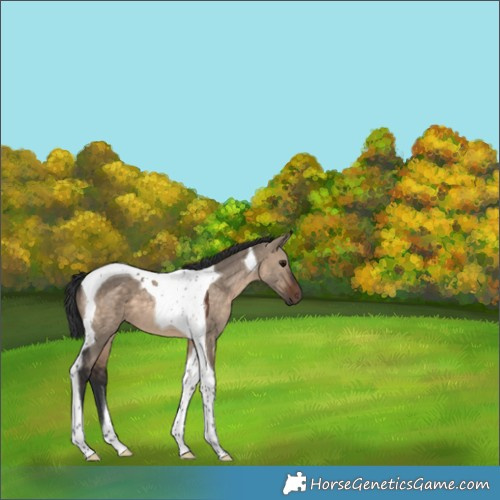 Horse Color:Brown Dun Tobiano 