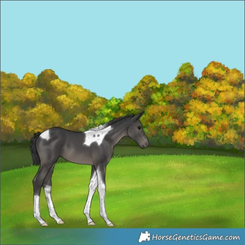 Horse Color:Black Tobiano 