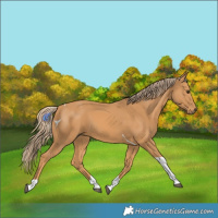 Horse Color:Chestnut Tobiano