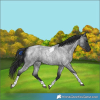 Horse Color:Blue Roan Tobiano