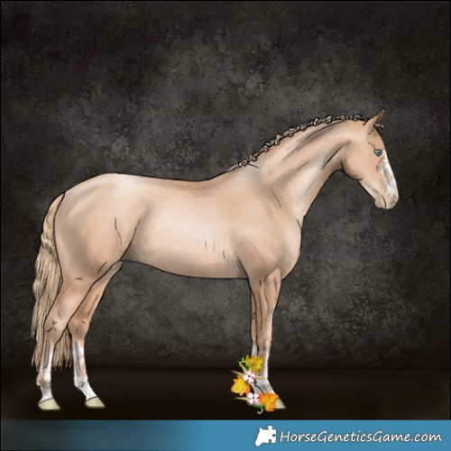 Horse Color:Gold Champagne Pearl Rabicano  and Gold Champagne Pearl Rabicano 