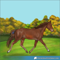 Horse Color:Chestnut 