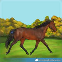 Horse Color:Brown 