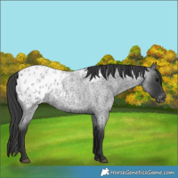 Horse Color:Blue Roan Appaloosa 