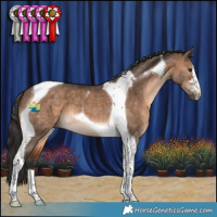 Horse Color:Brown Dun Tobiano