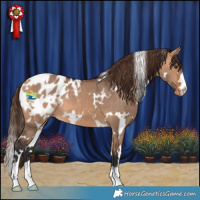 Horse Color:White Spotted Bay Dun Appaloosa