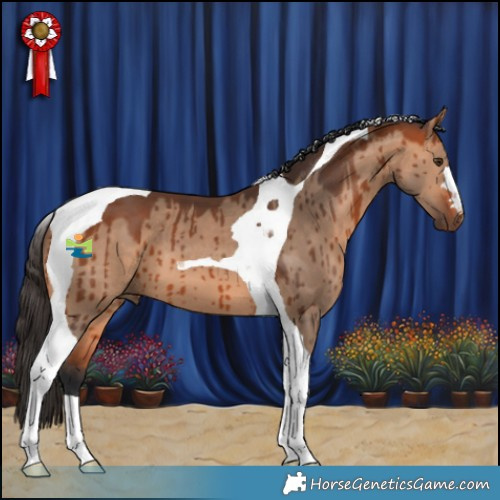 Horse Color:Bay Dun Tobiano Brindle 