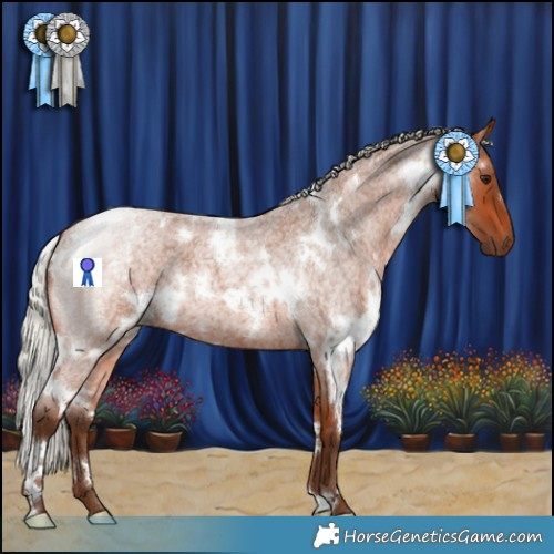 Horse Color:White Spotted Silver Bay Roan 