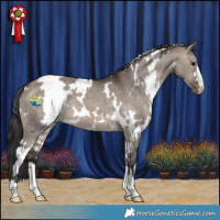 Horse Color:White Spotted Brown Dun Appaloosa 