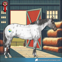 Horse Color:White Spotted Brown Roan Appaloosa 